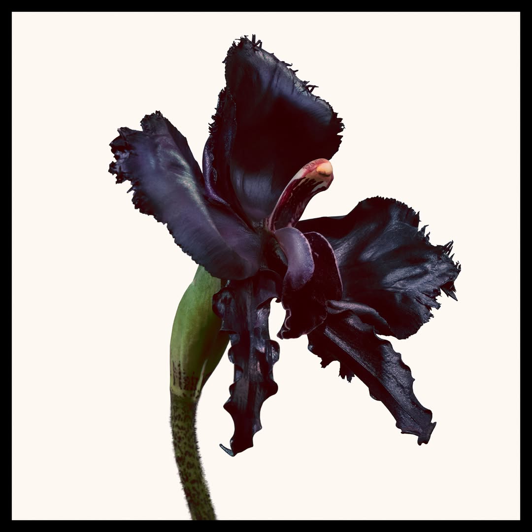 Tom Ford Black Orchid Reserve |Parfum |100ML